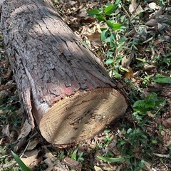 薪、広葉樹と針葉樹、キャンプの画像