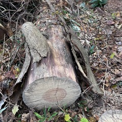 薪、広葉樹と針葉樹、キャンプの画像