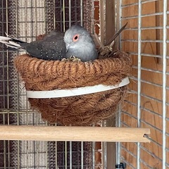 薄雪鳩、文鳥、ウロコインコ、草インコグループ