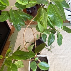 アルテシーマ格安でお譲りしますの画像