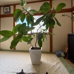 アルテシーマ格安でお譲りしますの画像