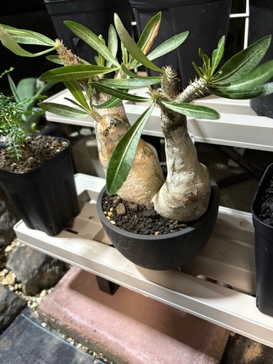 パキポディウムイノピナツム　現地株