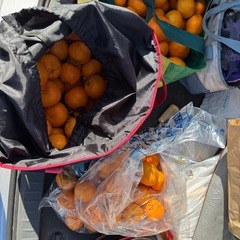 ミカン1個20円の画像