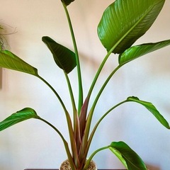 観葉植物4点セットの画像
