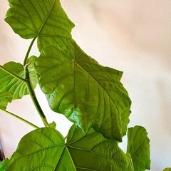 観葉植物4点セットの画像