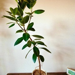 観葉植物4点セットの画像