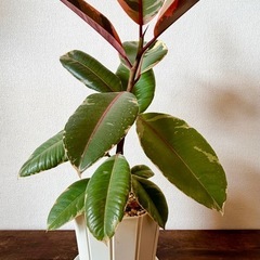 観葉植物4点セットの画像