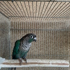 インコ、フィンチ、薄雪鳩仲間