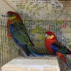 インコ友達募集