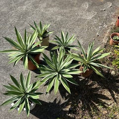アガベの画像