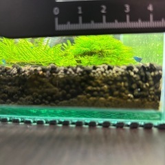 ウォーターフェザー　溶岩石付き×2個の画像