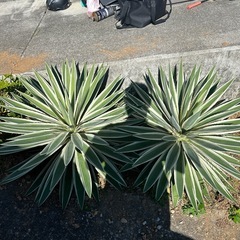 アガベの画像