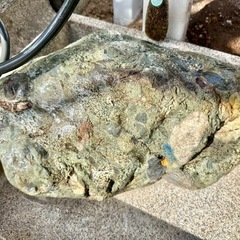 庭石　青石　庭の模様替えのため写真の「庭石」を無料で差し上げますの画像