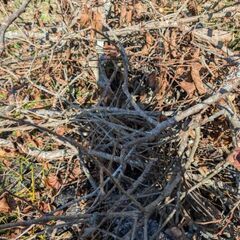 伐採した柿の木等の画像