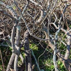 伐採した柿の木等の画像