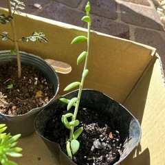 植物セット5ポットの画像