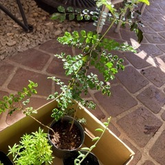 植物セット5ポットの画像