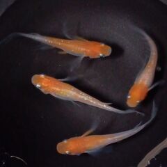 『お取引中』　改良めだかの卵ミックス　５０個　　紅帝ヒレ長　王華　など　　　　　　　　　　　　　2025.11.29の画像