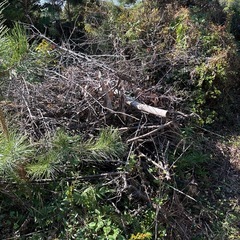 伐採枝株
の画像