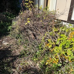 伐採枝株
の画像