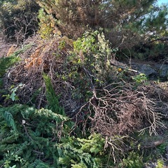 伐採枝株
の画像