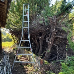 伐採枝株
の画像