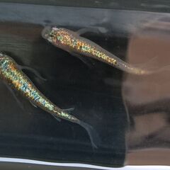 『お取引中』　改良めだかの卵ミックス　５０個　　紅帝ヒレ長　王華　など　　　　　　　　　　　　　2025.11.29の画像