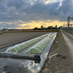 新米　令和7年産白米　30キロ　ひとめぼれ　熊谷市の画像