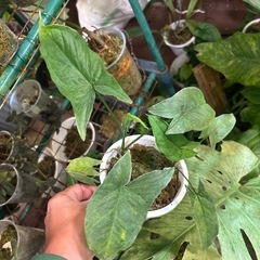 観葉植物　もらってくださいの画像