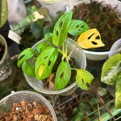 観葉植物　もらってくださいの画像