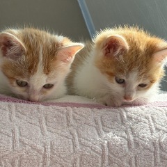 まだまだ募集中！白茶★オスメス★2か月の姉弟子猫★男の子と…