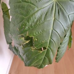 ウンベラータの画像