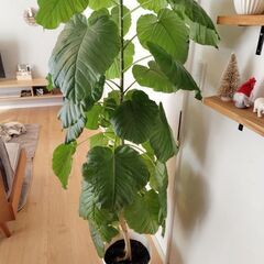 ウンベラータの画像