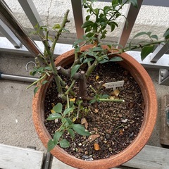 ナニワイバラの苗の画像