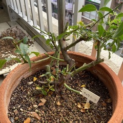 ナニワイバラの苗の画像