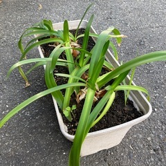 No.7　アガパンサス　植木　植物　ガードニングの画像