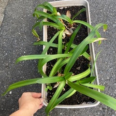 No.7　アガパンサス　植木　植物　ガードニングの画像