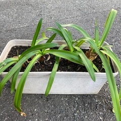 No.7　アガパンサス　植木　植物　ガードニングの画像