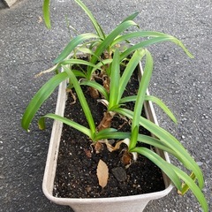 No.7　アガパンサス　植木　植物　ガードニングの画像