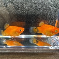 🐠ミッキーマウスプラティ 全長±2.5㎝ 1匹50円【在庫2匹】自家繁殖個体　No.02の画像