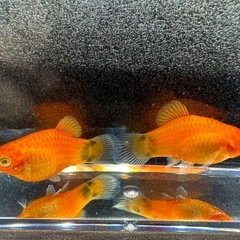 🐠ミッキーマウスプラティ 全長±2.5㎝ 1匹50円【在庫2匹】自家繁殖個体　No.02の画像