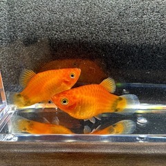 🐠ミッキーマウスプラティ 全長±2.5㎝ 1匹50円【在庫2匹】自家繁殖個体　No.02の画像