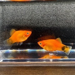 🐠ミッキーマウスプラティ 全長±2.5㎝ 1匹50円【在庫2匹】自家繁殖個体　No.02の画像