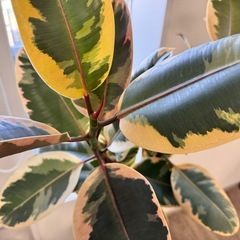 観葉植物　出品中のシェフレラお求めの方へフィカスルビー1.5m無料！の画像