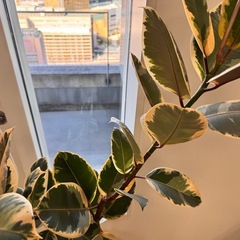 観葉植物　出品中のシェフレラお求めの方へフィカスルビー1.5m無料！の画像