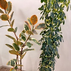 観葉植物　出品中のシェフレラお求めの方へフィカスルビー1.5m無料！の画像