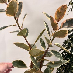 観葉植物　出品中のシェフレラお求めの方へフィカスルビー1.5m無料！の画像