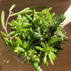 多肉の切り苗詰め合わせの画像