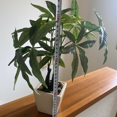 フェイクグリーン　まとめて　　の画像