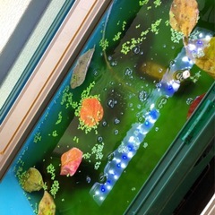 メダカに🍂柿の葉🍃害菌から守れる.抗菌効果葉🍂室内.家外のメダカ飼育に.越冬準備に！５０枚！の画像